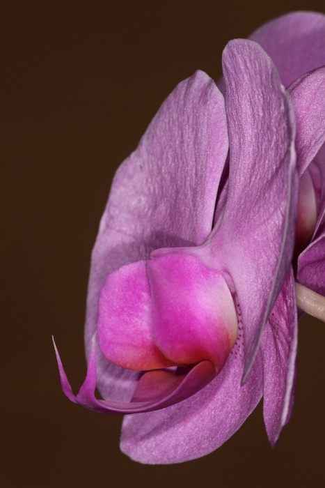 Macro Orchidee - 015